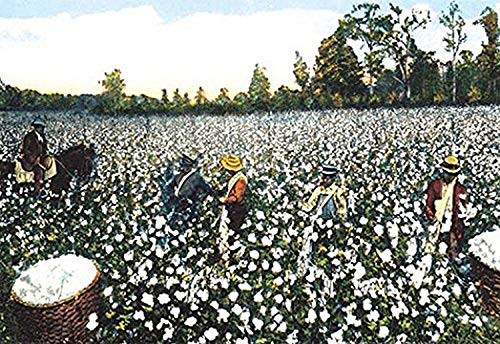 Buyenlarge 0-587-07459-0-P1827 Workers in Cotton Field Paper Poster, 18" x 27" Buyenlarge 0-587-07459-0-P1827 Workers in Cotton Field Paper Poster, 18" x 27"