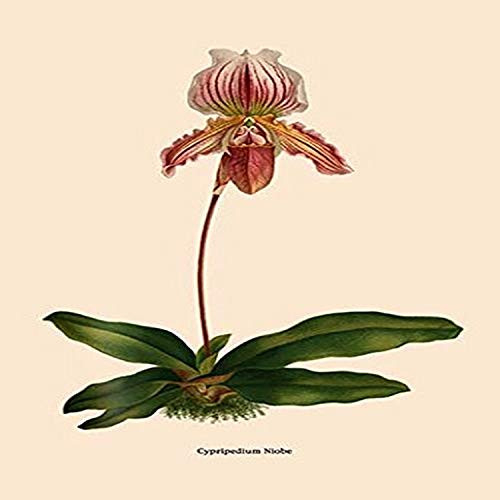 Buyenlarge Orchid: Cypripedium Niobe - 8" X 12" Fine Art Giclee Print
