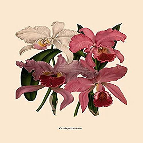 Buyenlarge 0-587-07933-9-G1827 'Orchid: Cattleya Labiata' Giclee Fine Art Print, 18" x 27"