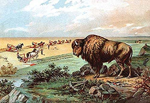 Buyenlarge 0-587-08158-9-P1218 Buffalo Paper Poster, 12" x 18"
