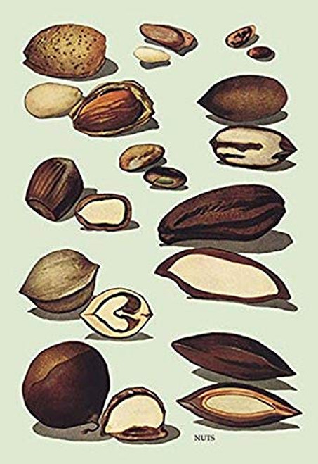 Buyenlarge 0-587-08339-5-P1827 Nuts #2" Paper Poster, 18" x 27" Buyenlarge 0-587-08339-5-P1827 Nuts #2" Paper Poster, 18" x 27"