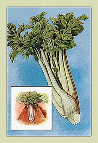 Buyenlarge 0-587-08385-9-P1827 Celery Paper Poster, 18" x 27"