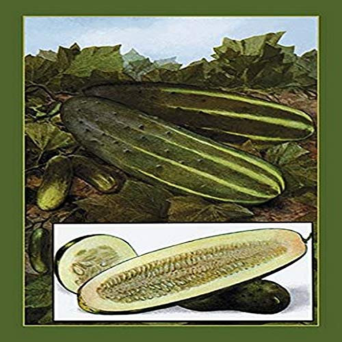 Buyenlarge 0-587-08388-3-G1827 'Cucumbers' Giclee Fine Art Print, 18" x 27"