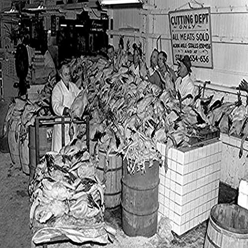 Buyenlarge 0-587-08476-6-G1827 'Chickens! Philadelphia's Reading Terminal' Giclee Fine Art Print, 18" x 27"