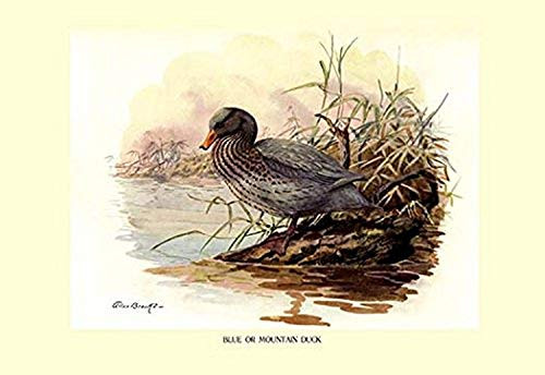 Buyenlarge 0-587-08659-9-P1827 Blue or Mountain Duck Paper Poster, 18" x 27"