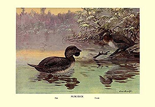 Buyenlarge 0-587-08662-9-P1218 Musk Duck Paper Poster, 12" x 18"
