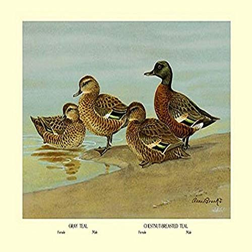 Buyenlarge Gray Teal and Chestnut-Breasted Teal - 8" X 12" Fine Art Giclee Print