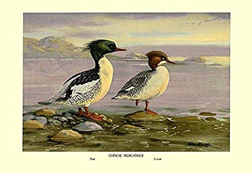 Buyenlarge 0-587-08668-8-P1827 Chinese Merganser Paper Poster, 18" x 27"