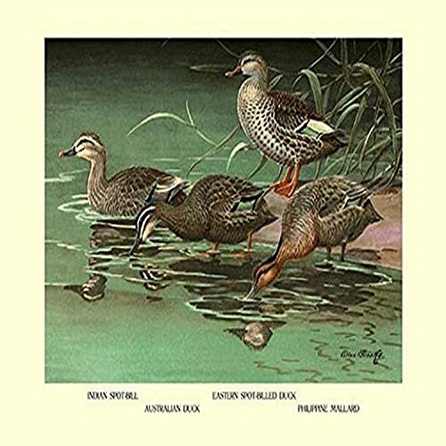Buyenlarge Four Duck Varieties - 8" X 12" Fine Art Giclee Print Buyenlarge Four Duck Varieties - 8" X 12" Fine Art Giclee Print