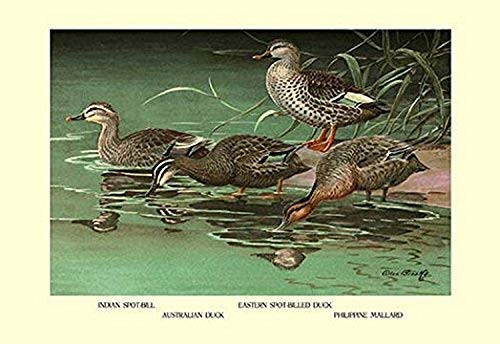 Buyenlarge 0-587-08676-9-P1827 Four Duck Varieties Paper Poster, 18" x 27" Buyenlarge 0-587-08676-9-P1827 Four Duck Varieties Paper Poster, 18" x 27"