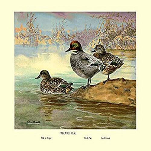 Buyenlarge 0-587-08777-3-G1827 'Falcated Teal Ducks' Giclee Fine Art Print, 18" x 27" Buyenlarge 0-587-08777-3-G1827 'Falcated Teal Ducks' Giclee Fine Art Print, 18" x 27"