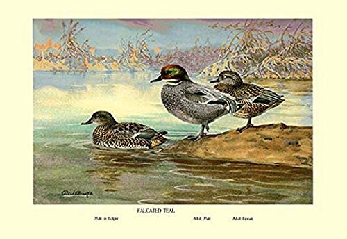 Buyenlarge 0-587-08777-3-P1218 Falcated Teal Ducks Paper Poster, 12" x 18"