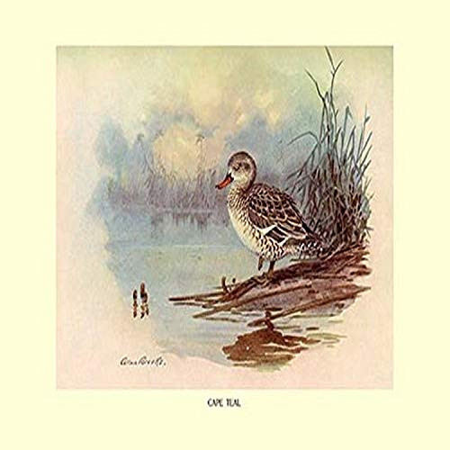 Buyenlarge Cape Teal - 8" X 12" Fine Art Giclee Print Buyenlarge Cape Teal - 8" X 12" Fine Art Giclee Print