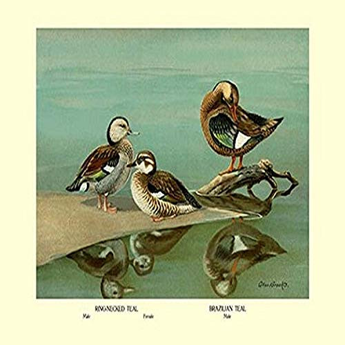 Buyenlarge Ring-Necked and Brazilian Teals - 8" X 12" Fine Art Giclee Print