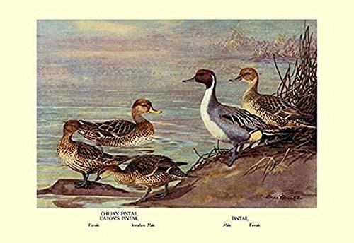 Buyenlarge 0-587-08873-7-P1218 Pintail Ducks Paper Poster, 12" x 18"