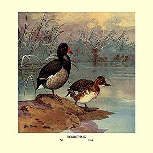 Buyenlarge Rosy-Billed Duck - 8" X 12" Fine Art Giclee Print Buyenlarge Rosy-Billed Duck - 8" X 12" Fine Art Giclee Print
