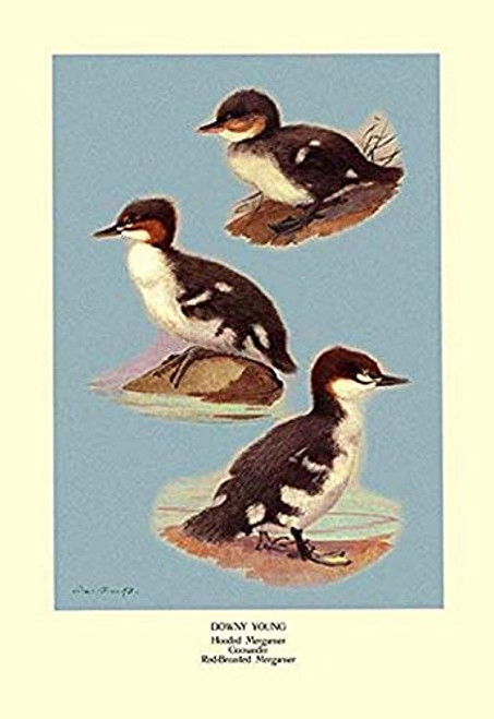 Buyenlarge 0-587-08887-7-P1827 Three Downy Young Ducks Paper Poster, 18" x 27" Buyenlarge 0-587-08887-7-P1827 Three Downy Young Ducks Paper Poster, 18" x 27"