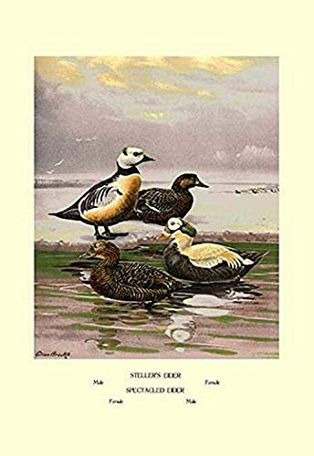 Buyenlarge 0-587-08888-5-P1218 Stellars and Spectacled Eiders Paper Poster, 12" x 18"