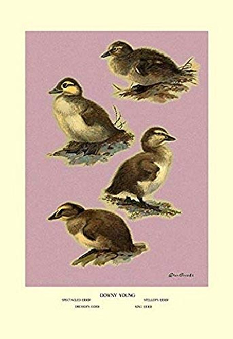 Buyenlarge 0-587-08889-3-P1218 Four Downy Young Ducks Paper Poster, 12" x 18" Buyenlarge 0-587-08889-3-P1218 Four Downy Young Ducks Paper Poster, 12" x 18"