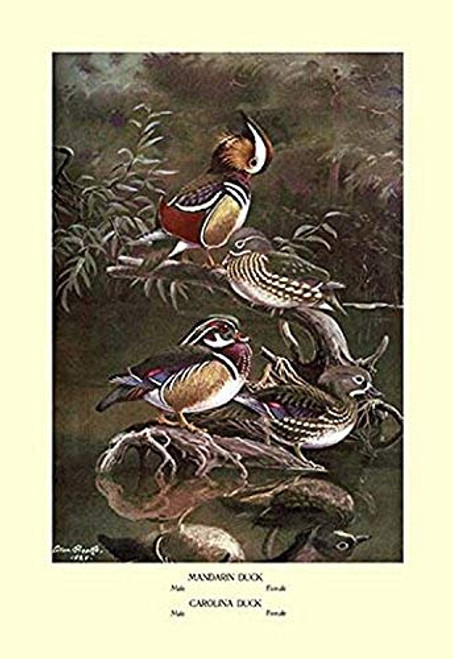Buyenlarge 0-587-08890-7-P1827 Mandarin and Carolina Ducks Paper Poster, 18" x 27" Buyenlarge 0-587-08890-7-P1827 Mandarin and Carolina Ducks Paper Poster, 18" x 27"