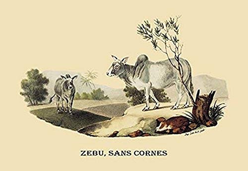 Buyenlarge 0-587-08906-7-P1827 Zebu, sans Cornes Paper Poster, 18" x 27" Buyenlarge 0-587-08906-7-P1827 Zebu, sans Cornes Paper Poster, 18" x 27"