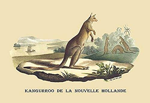 Buyenlarge 0-587-08919-9-P1827 Kangouroo de la Nouvelle Hollande Paper Poster, 18" x 27"