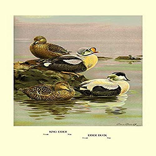 Buyenlarge Eider and King Eider Ducks - 8" X 12" Fine Art Giclee Print Buyenlarge Eider and King Eider Ducks - 8" X 12" Fine Art Giclee Print