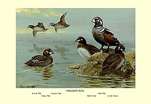 Buyenlarge 0-587-08925-3-P1827 Harlequin Duck Paper Poster, 18" x 27" Buyenlarge 0-587-08925-3-P1827 Harlequin Duck Paper Poster, 18" x 27"