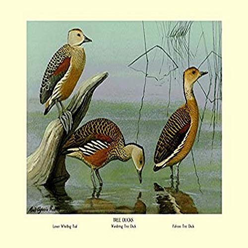 Buyenlarge Lesser Whistling Teal, Wandering Tree Duck, and Fulvous Tree Duck - 8" X 12" Fine Art Giclee Print Buyenlarge Lesser Whistling Teal, Wandering Tree Duck, and Fulvous Tree Duck - 8" X 12" Fine Art Giclee Print