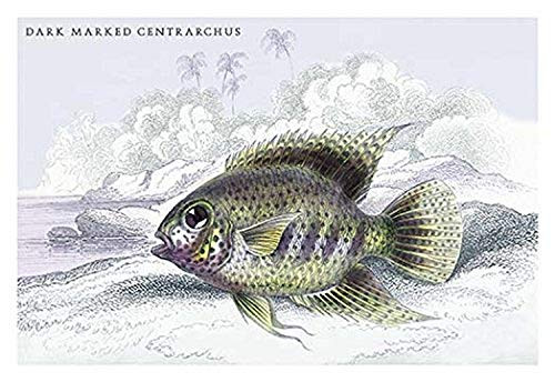 Buyenlarge 0-587-09165-7-P1218 Dark Marked Centrarchus Paper Poster, 12" x 18"