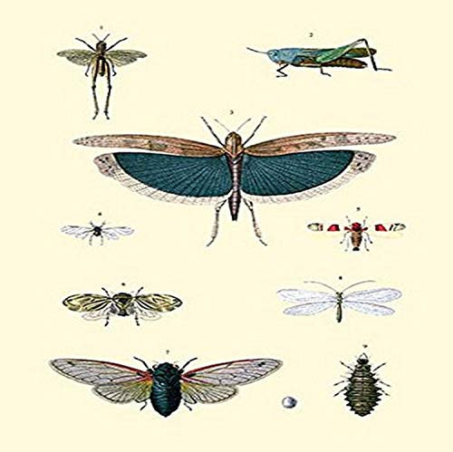 Buyenlarge Insect Study #3-16" X 24" Fine Art Giclee Print