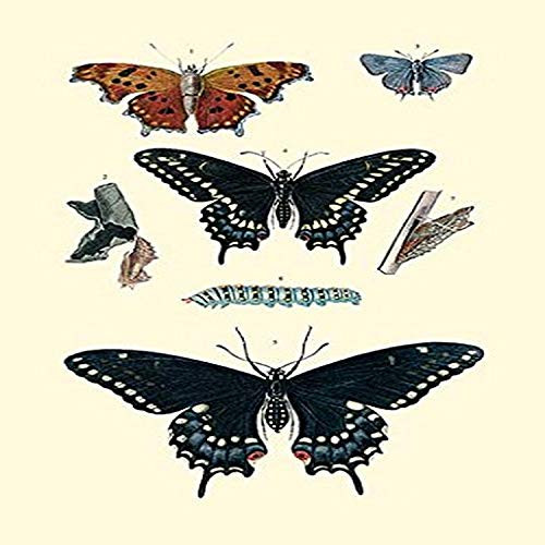 Buyenlarge Insect Study #4-8" X 12" Fine Art Giclee Print