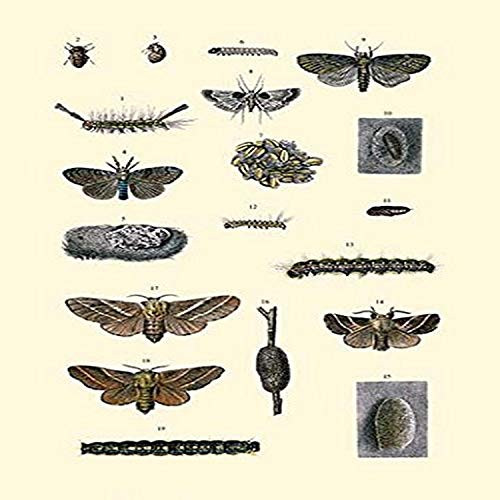 Buyenlarge Insect Study #7-8" X 12" Fine Art Giclee Print