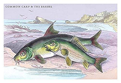 Buyenlarge 0-587-09304-8-P1827 Common Carp and The Barbel Paper Poster, 18" x 27"