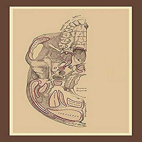 Buyenlarge 0-587-11885-7-G1827 'Study of The Skull' Giclee Fine Art Print, 18" x 27"