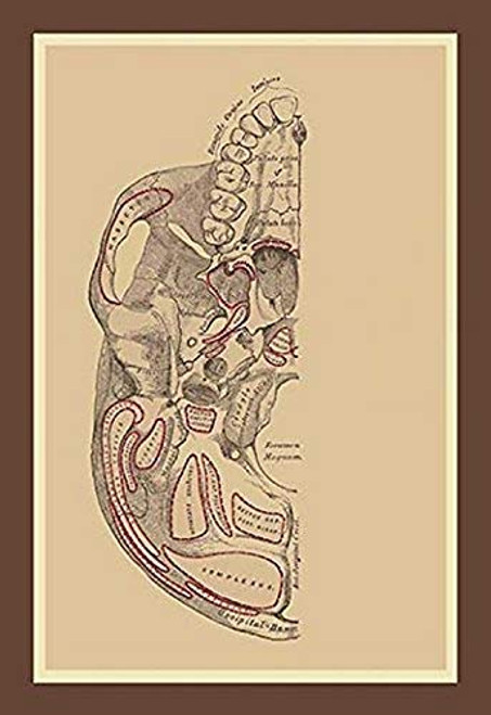 Buyenlarge 0-587-11885-7-P1218 Study of The Skull Paper Poster, 12" x 18"