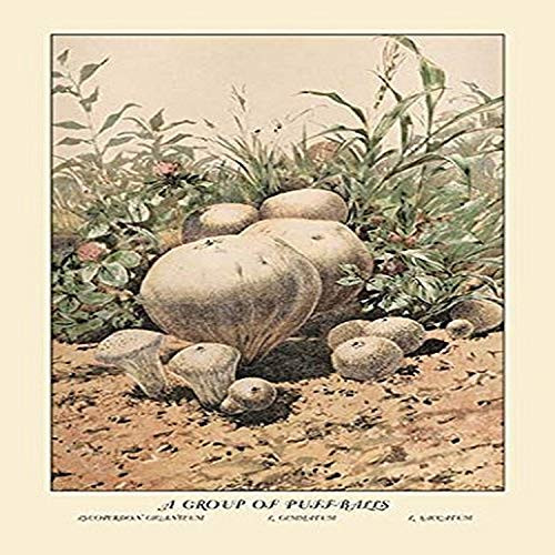Buyenlarge 0-587-12261-7-G1827 'Group of Puff-Balls' Giclee Fine Art Print, 18" x 27"