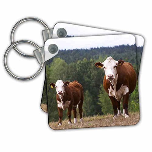3dRose Calf Cow Brown and White Smaland, Sweden Eu28 Pka0117 Per Karlsson Key Chains, Set of 2 (kc_82607_1)