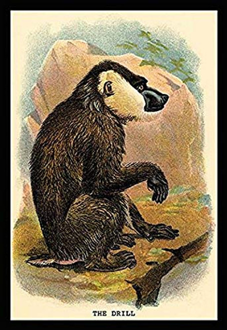 Buyenlarge 0-587-15157-9-G1624 The Drill Fine Art Giclee Print, 16" x 24" Buyenlarge 0-587-15157-9-G1624 The Drill Fine Art Giclee Print, 16" x 24"