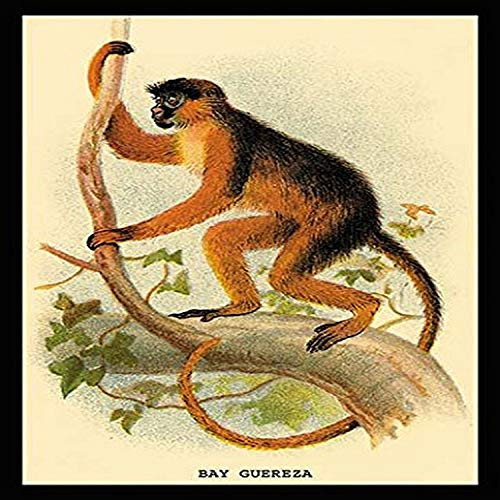 Buyenlarge "Bay Guereza Paper Poster, 18" x 27"