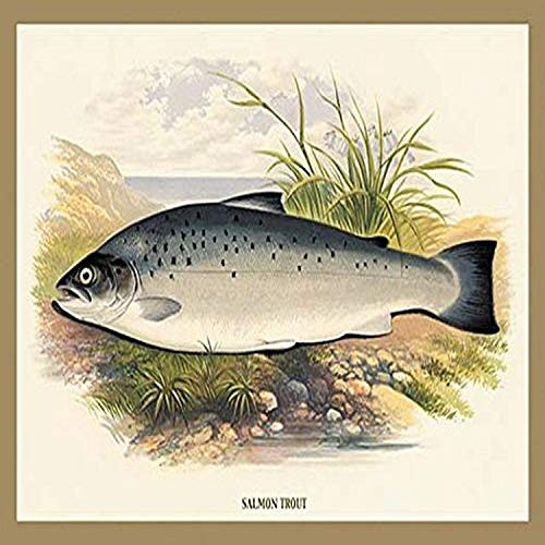 Buyenlarge 0-587-15574-4-P1218 Salmon Trout Paper Poster, 12" x 18"