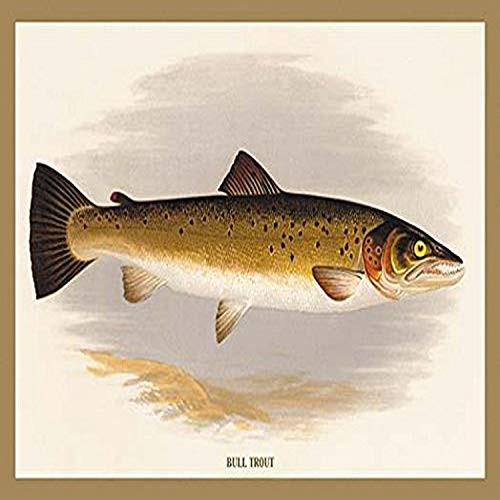 Buyenlarge 0-587-15577-9-P1218 Bull Trout Paper Poster, 12" x 18"