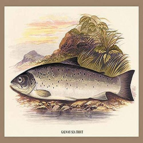 Buyenlarge 0-587-15578-7-G1827 'Galaway Sea Trout' Giclee Fine Art Print, 18" x 27"