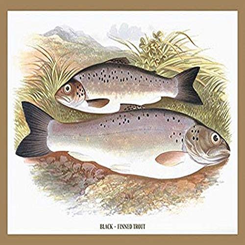 Buyenlarge 0-587-15581-7-P1218 Black Finned Trout Paper Poster, 12" x 18"