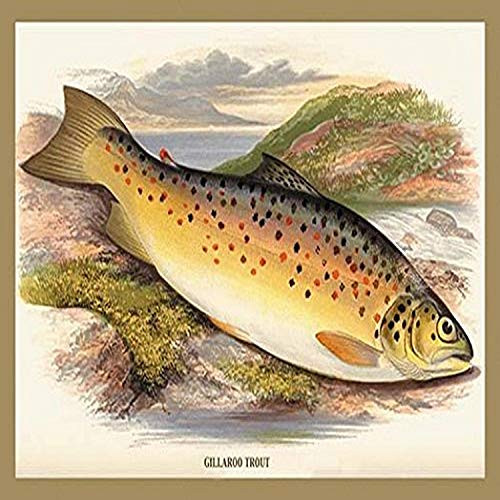 Buyenlarge "Gilaroo Trout Paper Poster, 18" x 27"