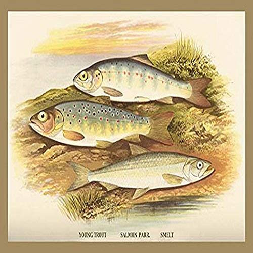Buyenlarge 0-587-15590-6-G1827 'Young Trout, Salmon Parr. and Smelt' Giclee Fine Art Print, 18" x 27"