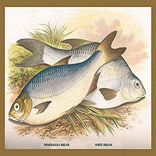 Buyenlarge 0-587-15609-0-P1218 Pomeranian and White Bream Paper Poster, 12" x 18"