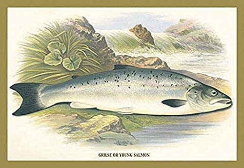 Buyenlarge Grilse or Young Salmon - 16" X 24" Fine Art Giclee Print