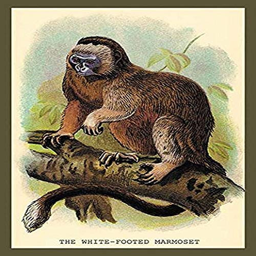 Buyenlarge 0-587-15630-9-P1218 The White Footed Marmoset Paper Poster, 12" x 18"