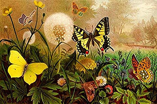 Buyenlarge 0-587-16559-L-G1624 Butterflies Fine Art Giclee Print, 16" x 24" Buyenlarge 0-587-16559-L-G1624 Butterflies Fine Art Giclee Print, 16" x 24"
